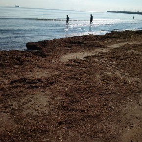 Ciudadanos (C's) de Castellón lamenta la suciedad de la playa en el puente de Todos los Santos