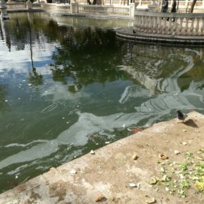 Cs reclama al bipartito que actúe de una vez por todas contra la suciedad de las calles y solares de la ciudad